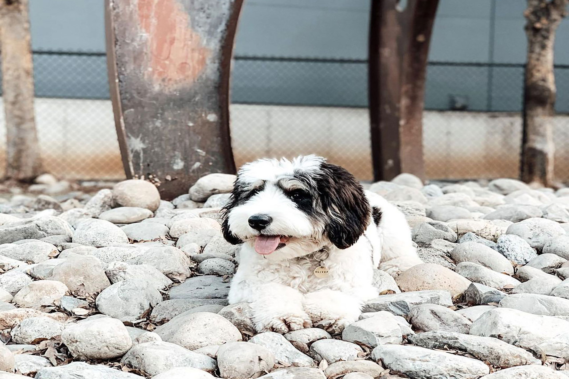 Dog laying on rocks